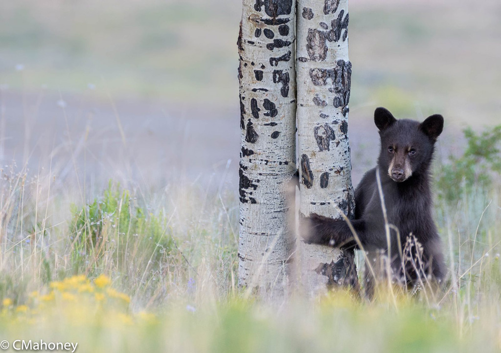 Today’s Photo Of The Day is “Bear Cub” by Conni Mahoney. Location: Crested Butte, Colorado.