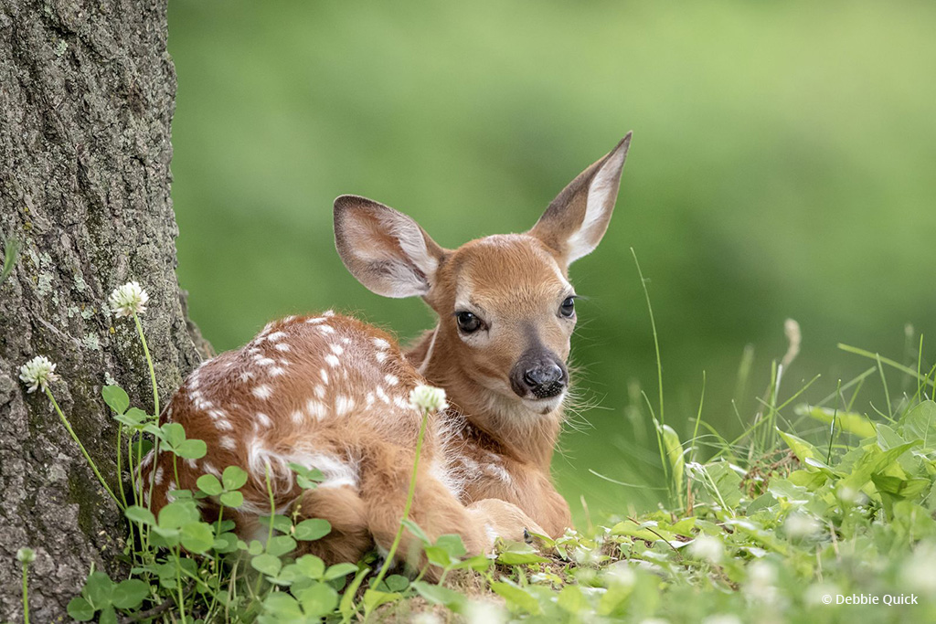 Today’s Photo Of The Day is “Resting Fawn” by Debbie Quick. Location: New York. 