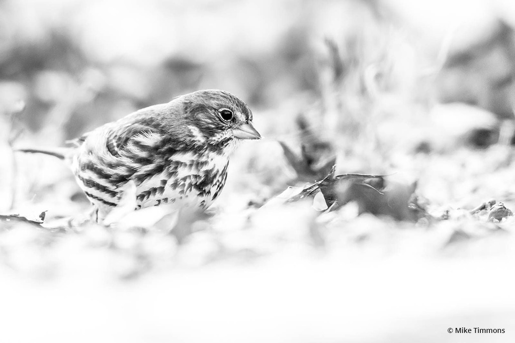 Today’s Photo Of The Day is “Fox Sparrow” by Mike Timmons. Location: Eagle Creek Park, Indianapolis, Indiana.