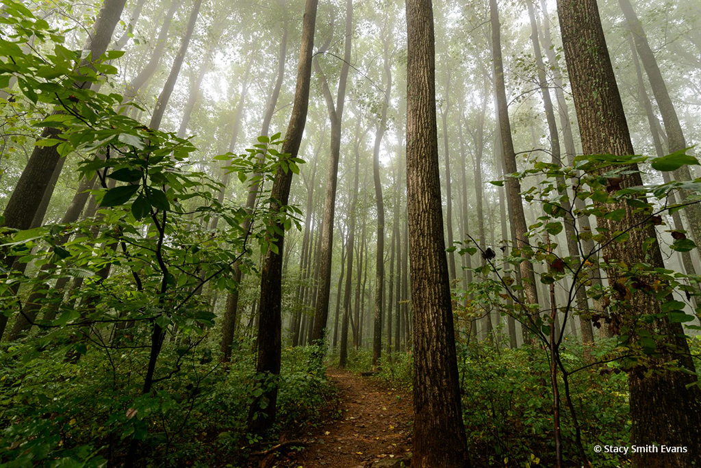 Today’s Photo Of The Day is “In a Forest Fog” by Stacy Smith Evans. Location: Shenandoah National Park, Virginia.