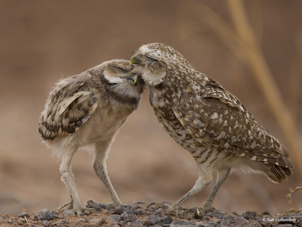 Today’s Photo Of The Day is “Family Love” by Sue Cullumber. Location: Gilbert, Arizona. 