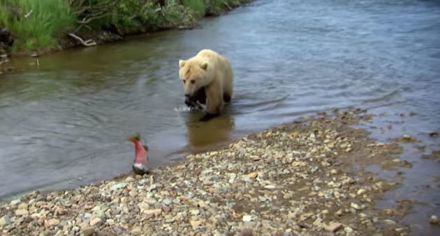grizzly steals salmon