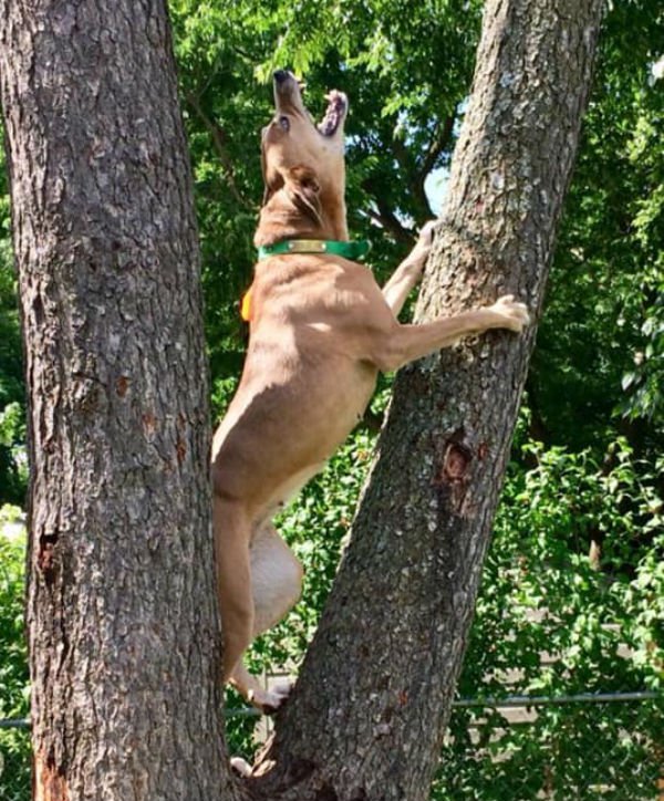 squirrel hunting dog