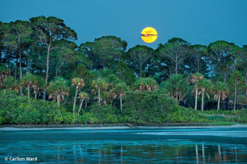 Image of Caladesi Island, a destination for nature photography in Florida