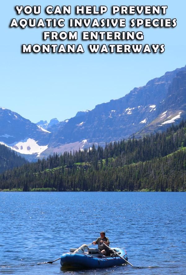 Help Prevent Spread of Invasive Species In Montana