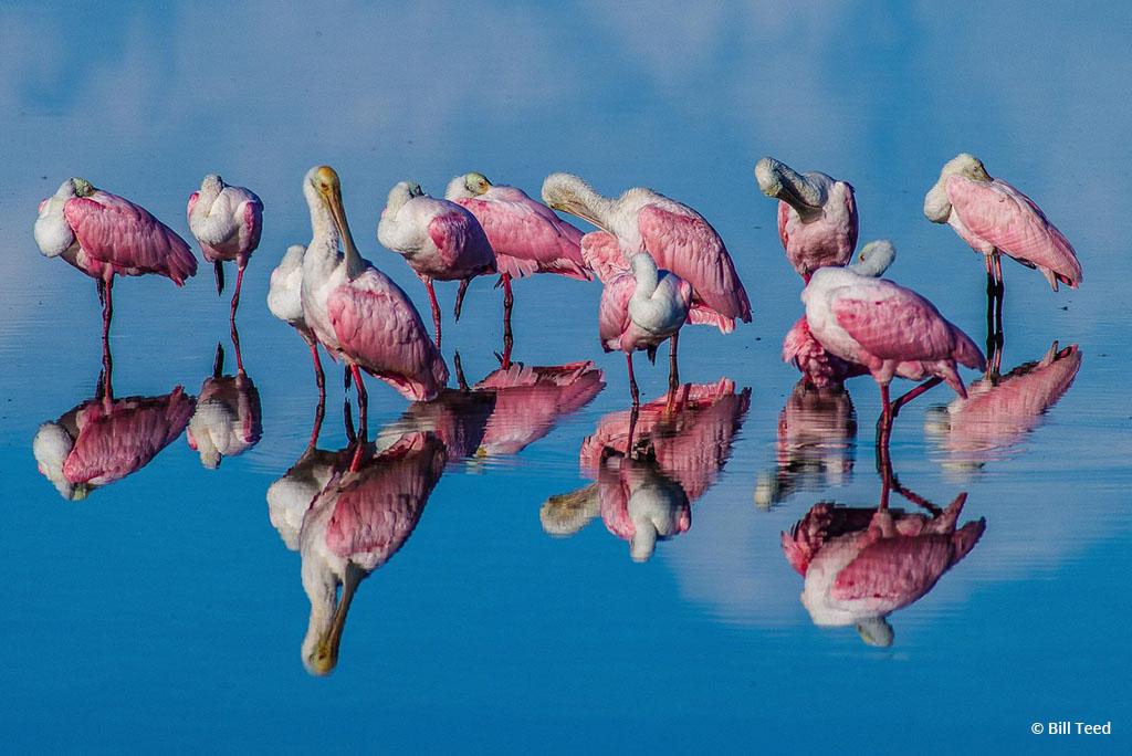 Today’s Photo Of The Day is “Rosette Spoonbills with Reflections From Early Morning Light.” Location: Fort Myers Beach, Florida.