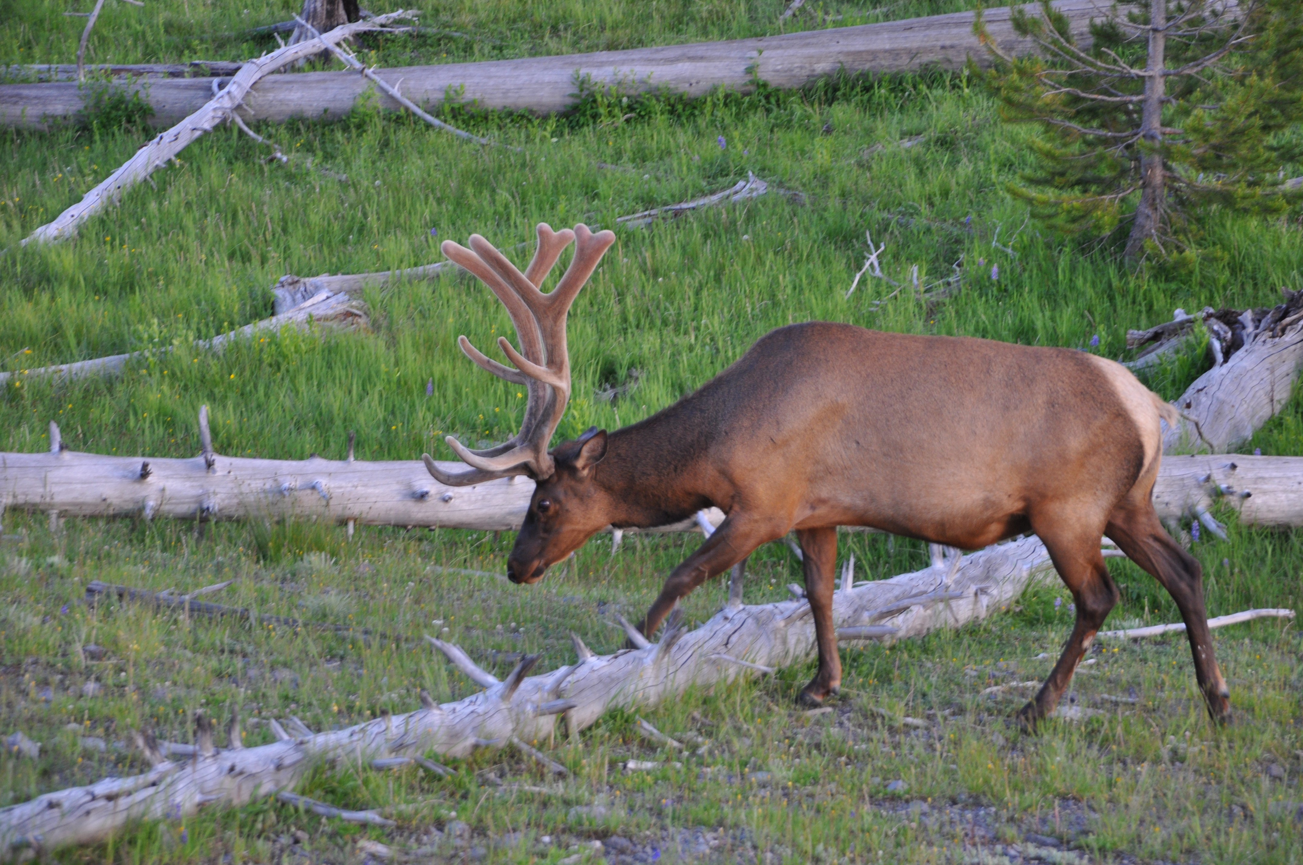 Best Elk Hunting Areas