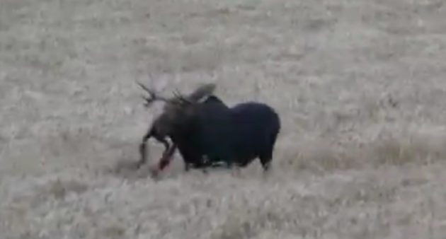 archery moose hunt