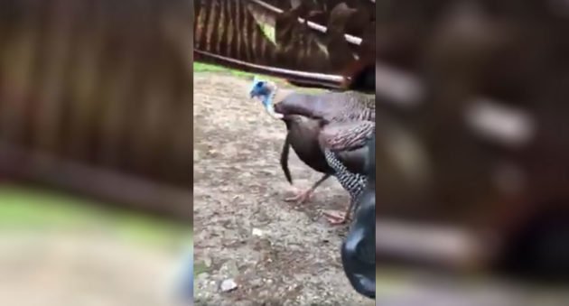 fighting with turkey