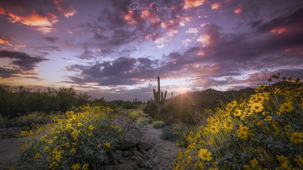 Wildflowers And Super Blooms Assignment Gallery - Outdoor Enthusiast ...