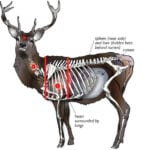 How to Find (and Aim for) Deer Vitals - Outdoor Enthusiast Lifestyle ...