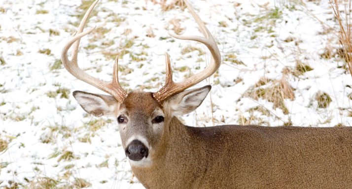 5 Best Places To Hunt In Ohio - Outdoor Enthusiast Lifestyle Magazine