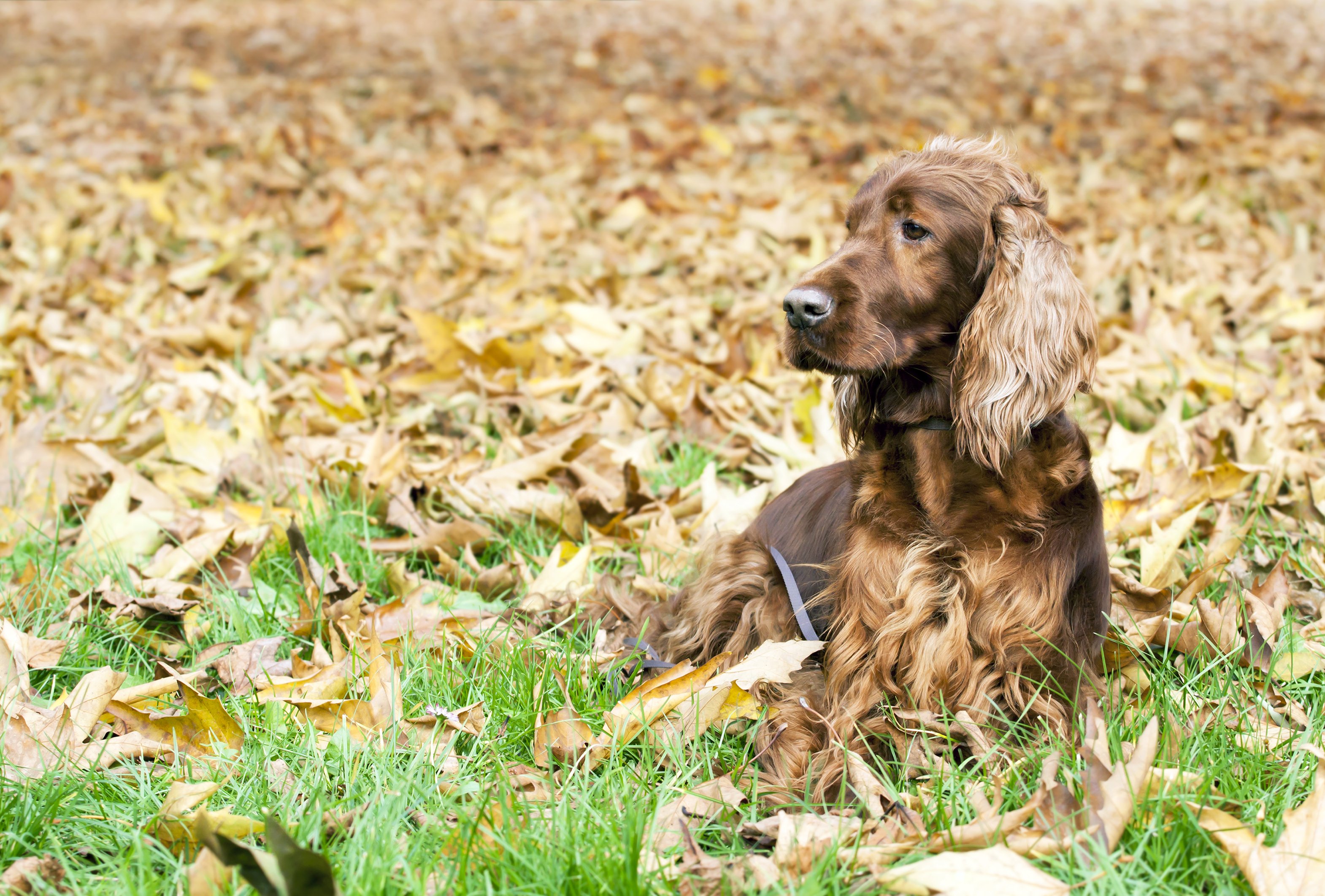 Gun Dog Hall of Fame: The 20 Best Hunting Breeds to Hit the Field ⋆ ...