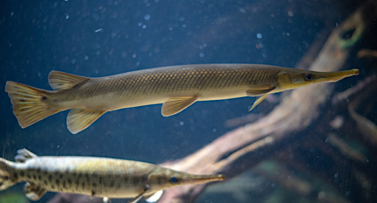 Lake Erie Commercial Fishing Outfit Charged with Killing, Abusing Gar ...