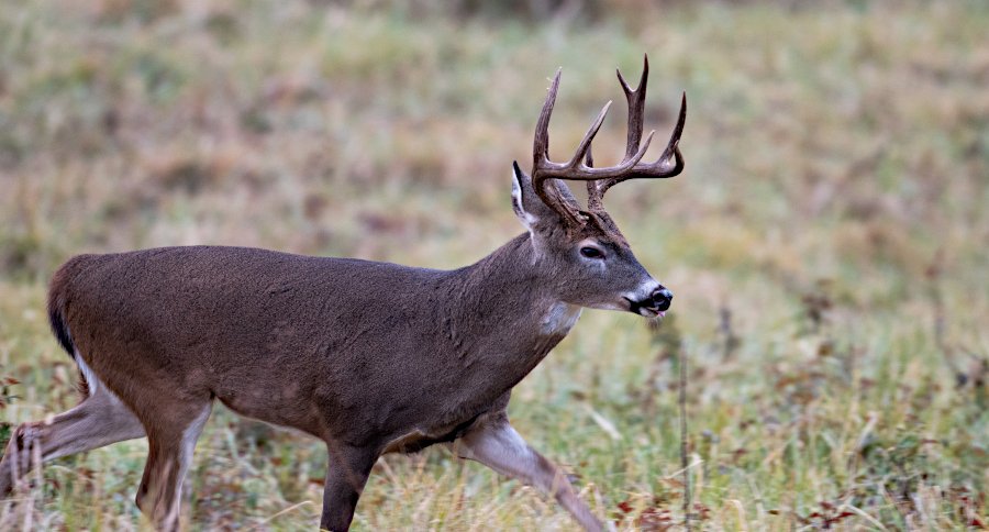 Felony Charges Dropped for Teen Who Punched and Kicked Dying Deer in ...