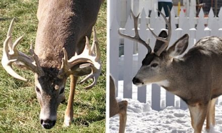 Whitetail vs. Mule Deer: The Differences, Why You Should Hunt Them and Which is Best