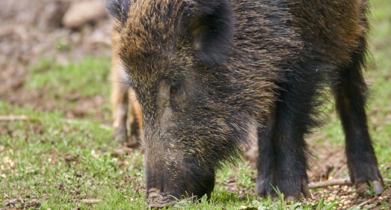460-Pound Problem Feral Hog Taken by Hunters in Central Texas ⋆ Outdoor ...