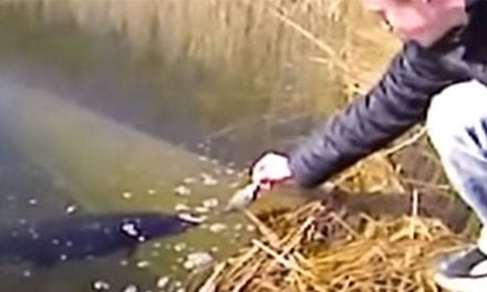 Guy Tries to Hand-Feed a Pike, Pays the Price