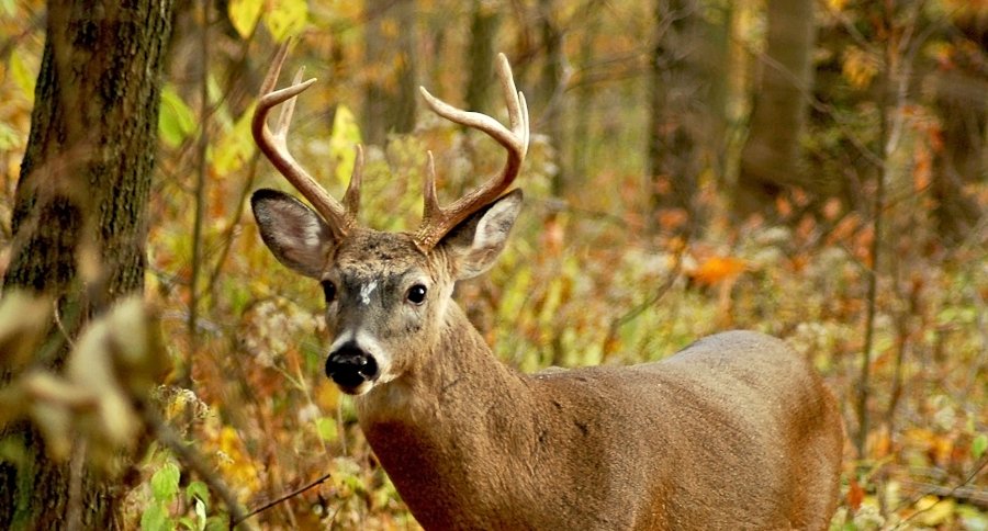 Indiana Deer Hunting: An Underrated State to Bag a Big Buck ⋆ Outdoor ...