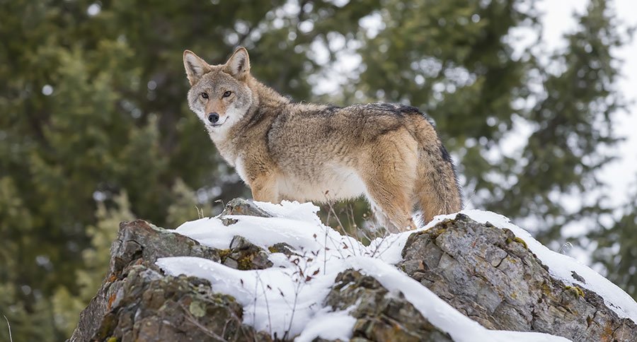 What Do Coyotes Eat? Facts and Info About Nature's Trickster - Outdoor ...