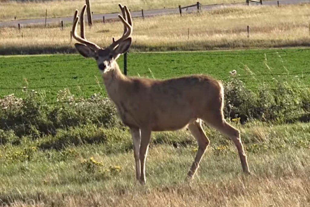 Hunter Smokes Big Wyoming Mule Deer at Close Range on Season's Opening