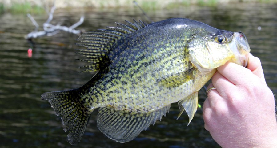 The Iconic Crappie: One of America's Most Popular Gamefish - Outdoor ...