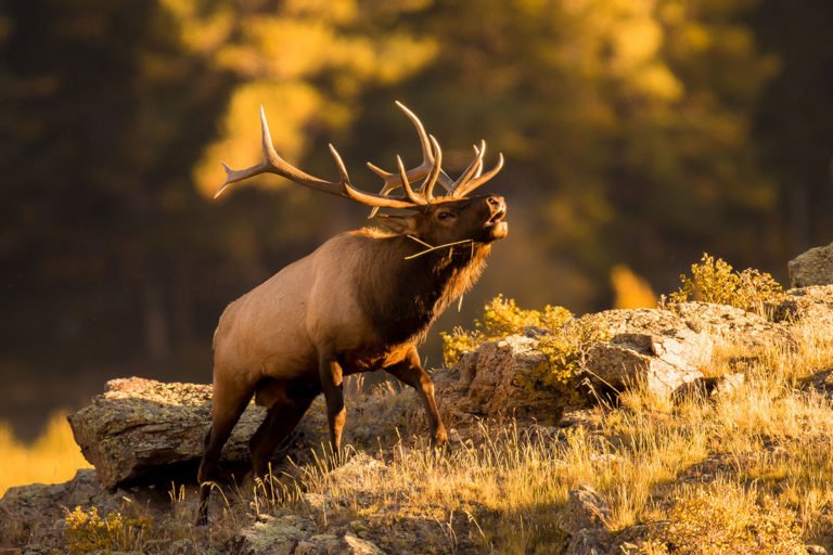 Most Popular Hunting Destinations in America ⋆ Outdoor Enthusiast ...