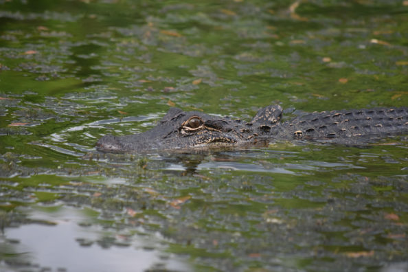 Alligator Hunting Season: Where, When, and How to Hunt Gators in the ...