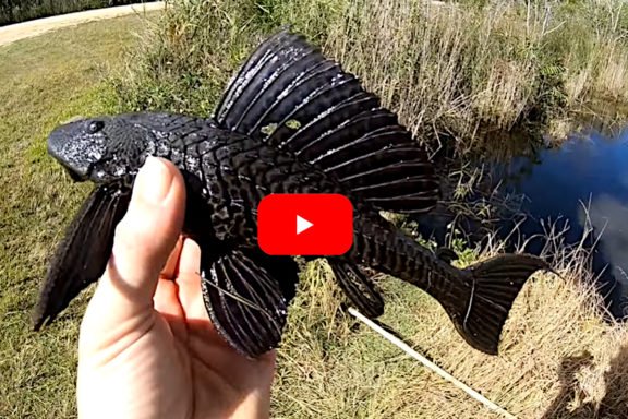 Spearing and Taste-Testing Invasive Armored Catfish in Florida ...