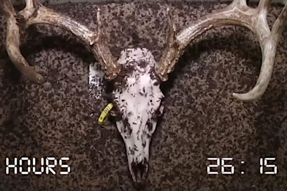 Flesh eating beetles deer skull