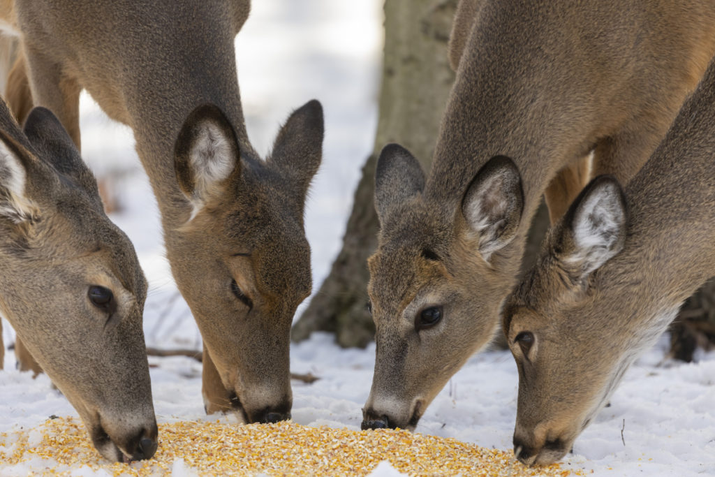 Deer Baiting Ethics Weighing the Pros and Cons Outdoor Enthusiast