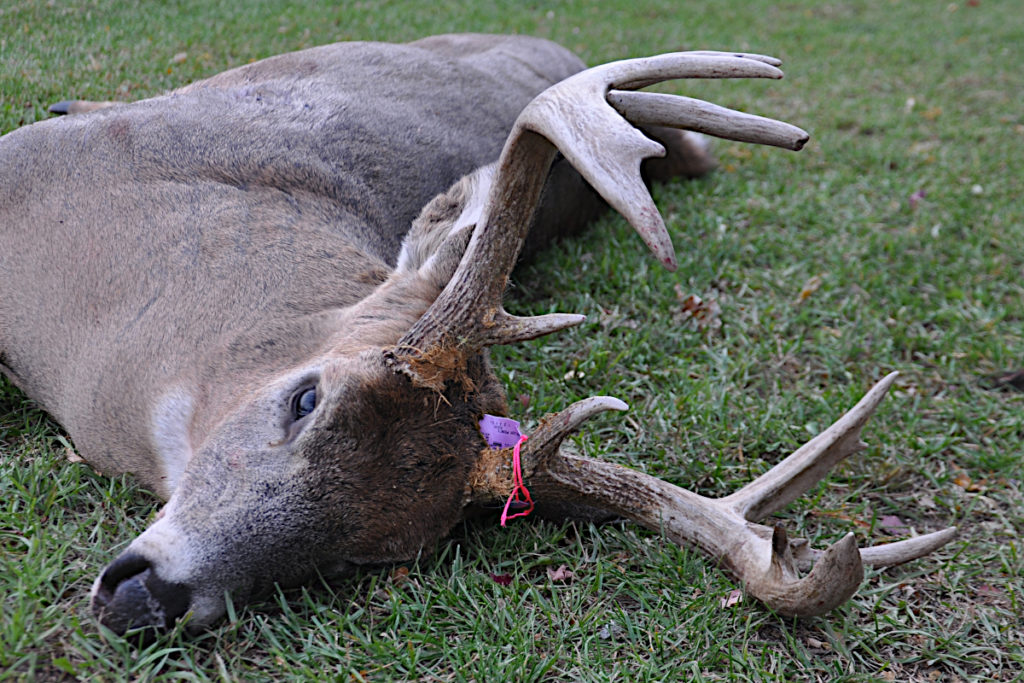Michigan's Deer Combo License Explained and DeMystified Outdoor