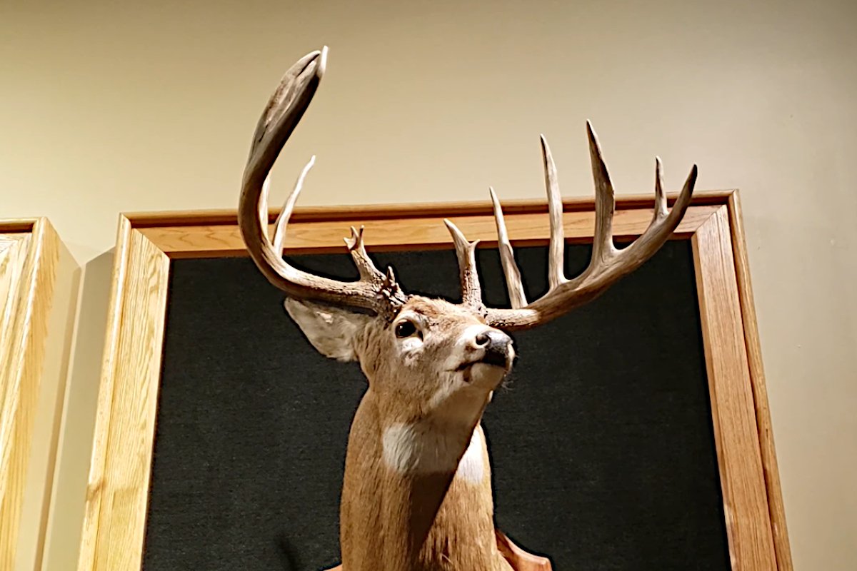 the-mel-johnson-buck-the-world-record-archery-buck-that-has-stood-for