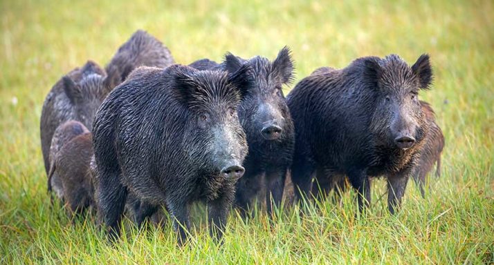 are-feral-hogs-dangerous-threats-posed-by-the-invasive-species