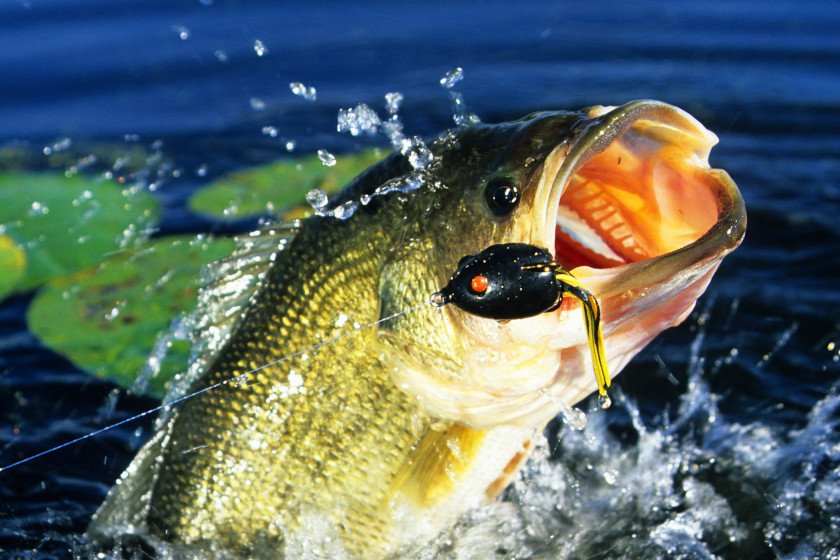 5 Best Frog Lures for Bass Fishing - Outdoor Enthusiast Lifestyle Magazine