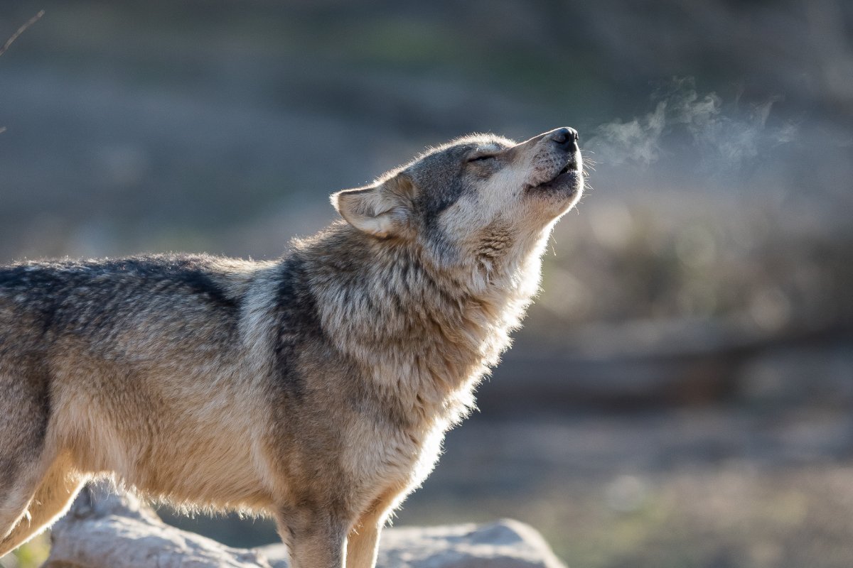 Judge Restores Federal Protections For Gray Wolf In 44 States - Outdoor ...