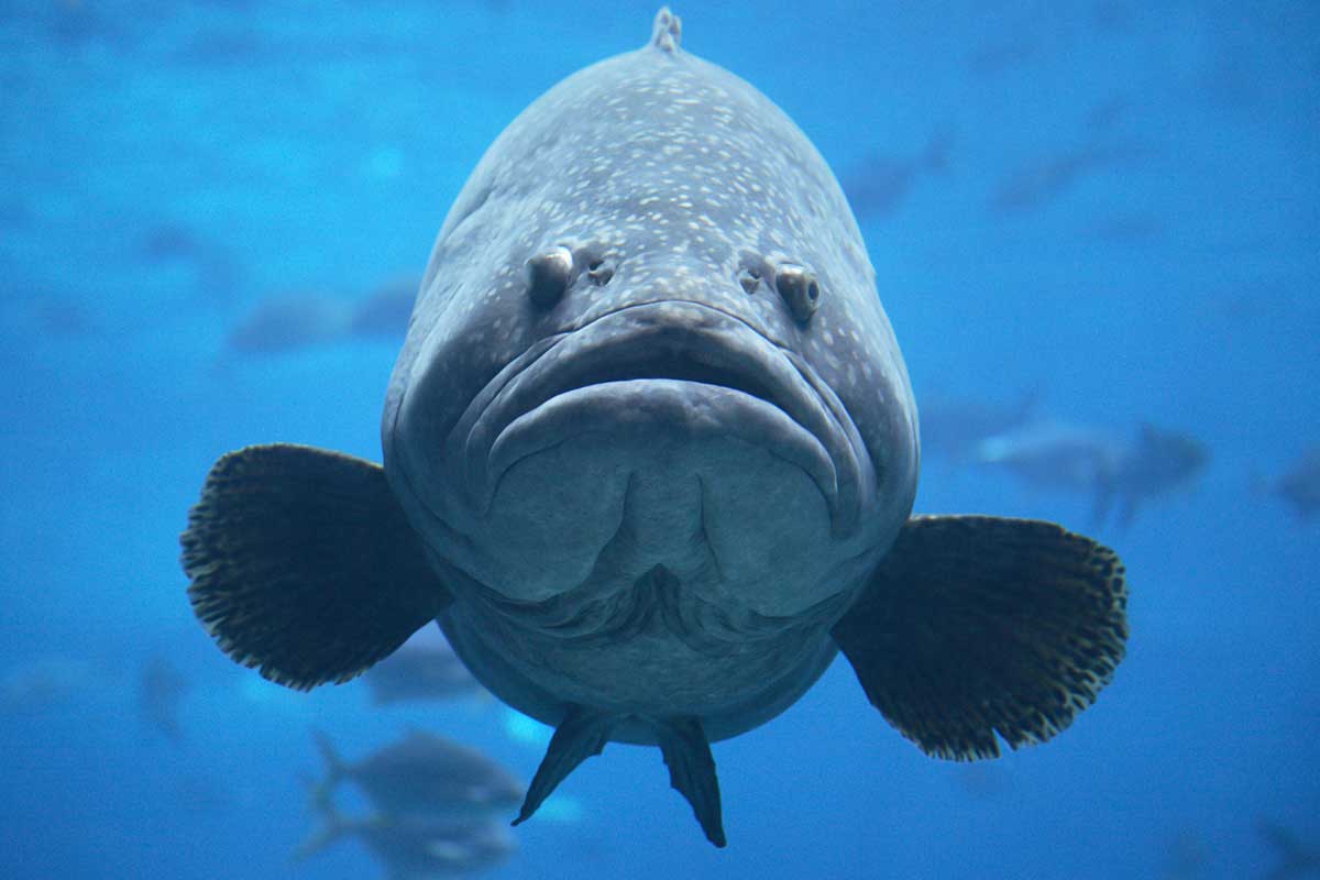 Only 200 Goliath Groupers Can Be Caught and Kept in Florida's First ...