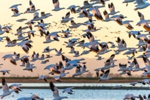 North American Waterfowl Grand Slam Species - Outdoor Enthusiast ...