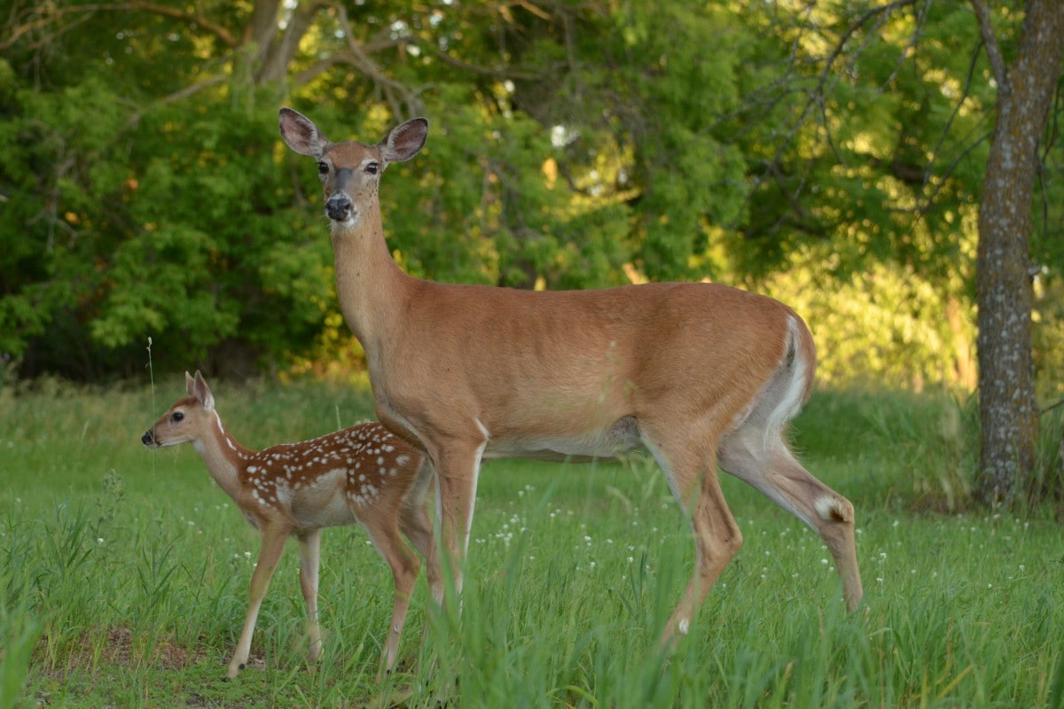 3 Facts Fawns Can Tell Us About Our Deer Herd And The Rut Outdoor Enthusiast Lifestyle Magazine 9143