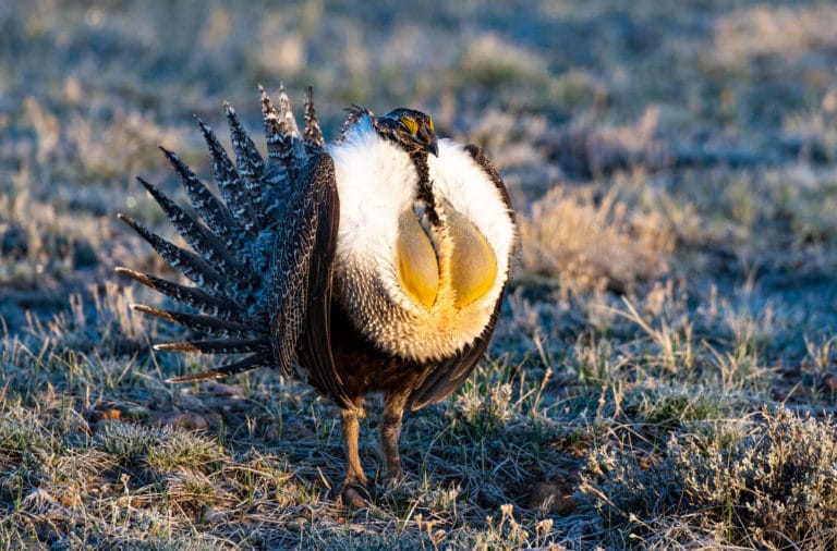 Photos: 10 Weird Animals With Unique Looks, Traits, And Habits 