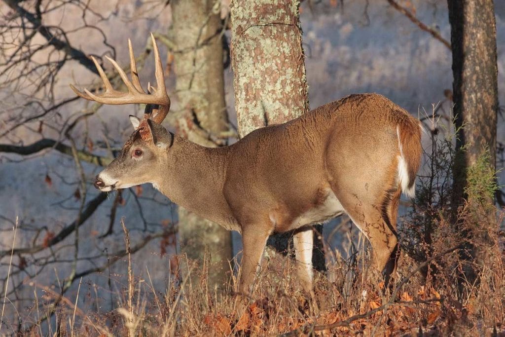 Deer Hunting Season Dates, License Requirements, and Outlook Outdoor Enthusiast