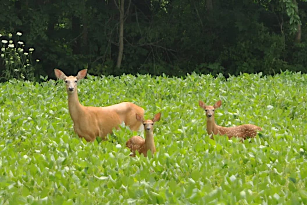 Gestation Period Of A Whitetail Deer Outdoor Enthusiast Lifestyle   Gestation Period Of A Whitetail Deer 11 