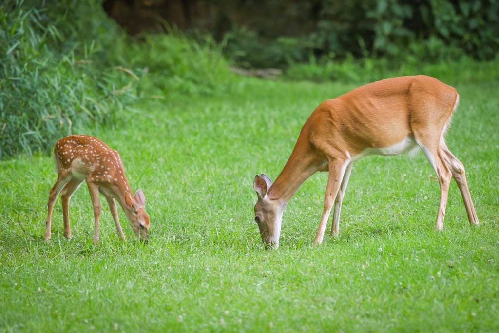 gestation-period-of-a-whitetail-deer-outdoor-enthusiast-lifestyle