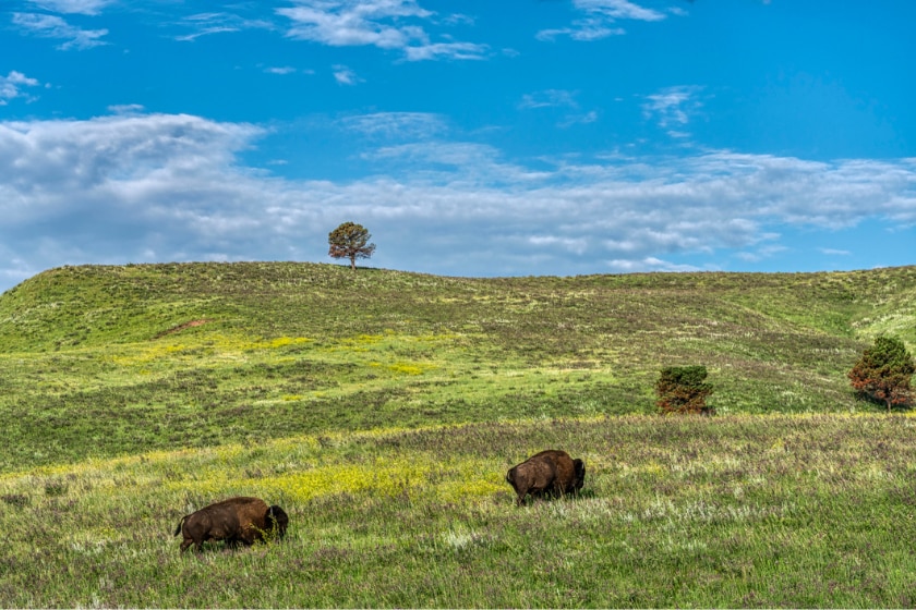 bison graze on grass in Custer State Park in the Black Hills of South Dakota under a blue sky with a few clouds