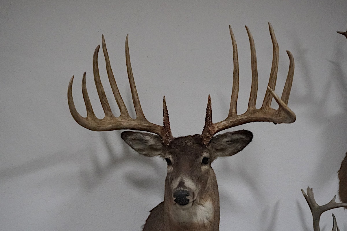 The Kansas King Buck Was Probably A World Record Typical Whitetail ...