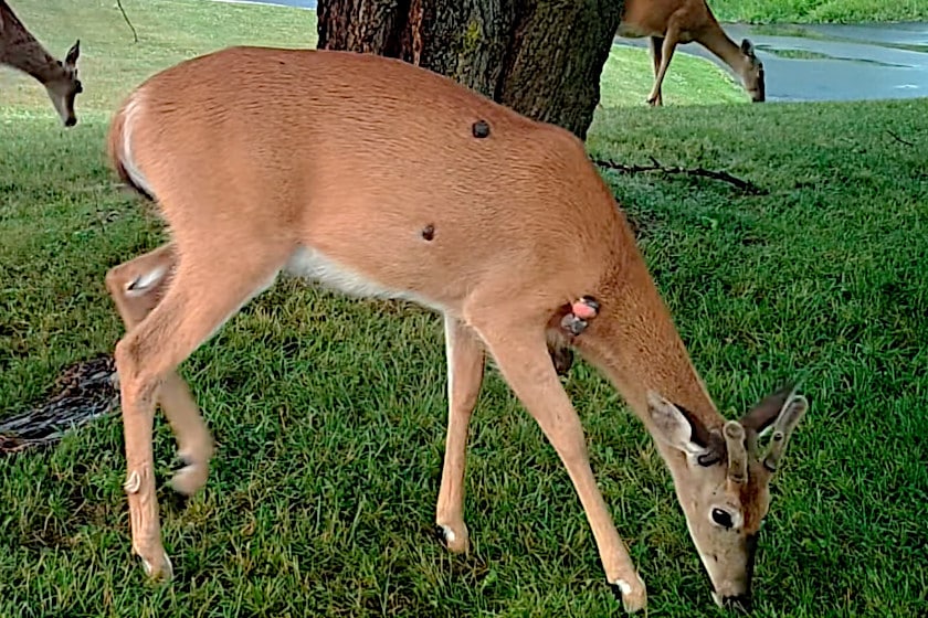 Deer Warts