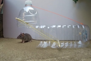 6 DIY Mouse Traps You Can Make Out of Materials in Your House - Outdoor ...