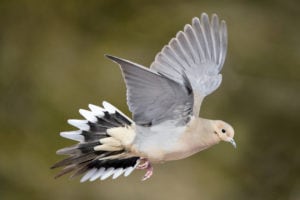 How to Pick the Best Choke for Dove Hunting - Outdoor Enthusiast ...