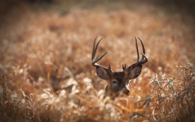 5 Best Whitetail Hunting States in the Midwest, Ranked