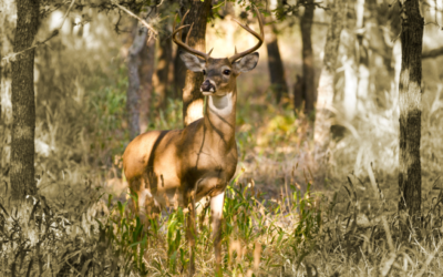 5 Best Whitetail Hunting States in the Southeastern U.S.